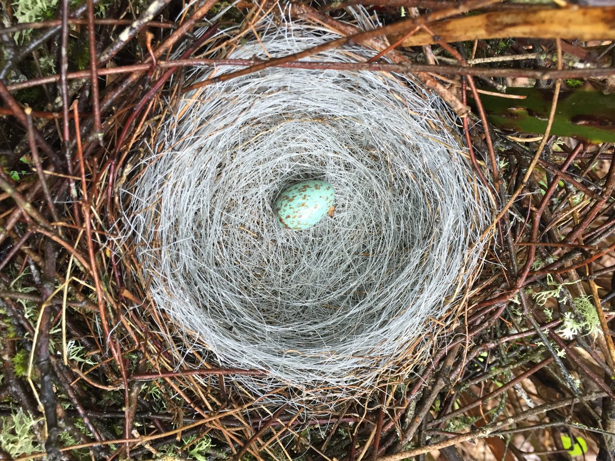 Estuary Partnership Flashbackfriday A Stunning Song Sparrow Egg Found By Students 3 Years Ago Near Scappoose Bay Song Sparrows Are Year Round Residents Here Can Know Up To Songs