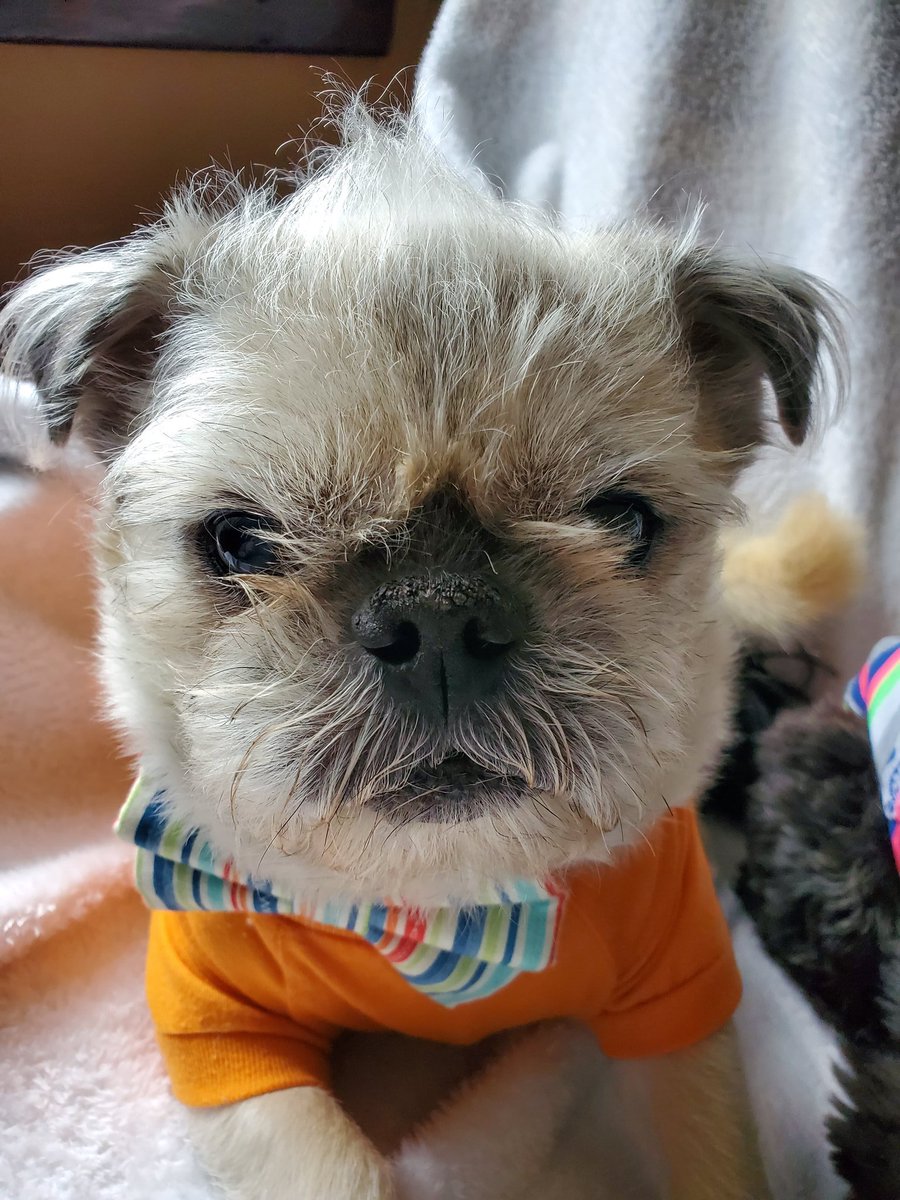 FelixthePugzu's tweet photo. It's #FuzzyFaceFriday! Show us your fuzzy mugs friends!! 😍 We'll start!
#thefuzzypugs #stripes #pugzu https://t.co/OjQyDntv12
