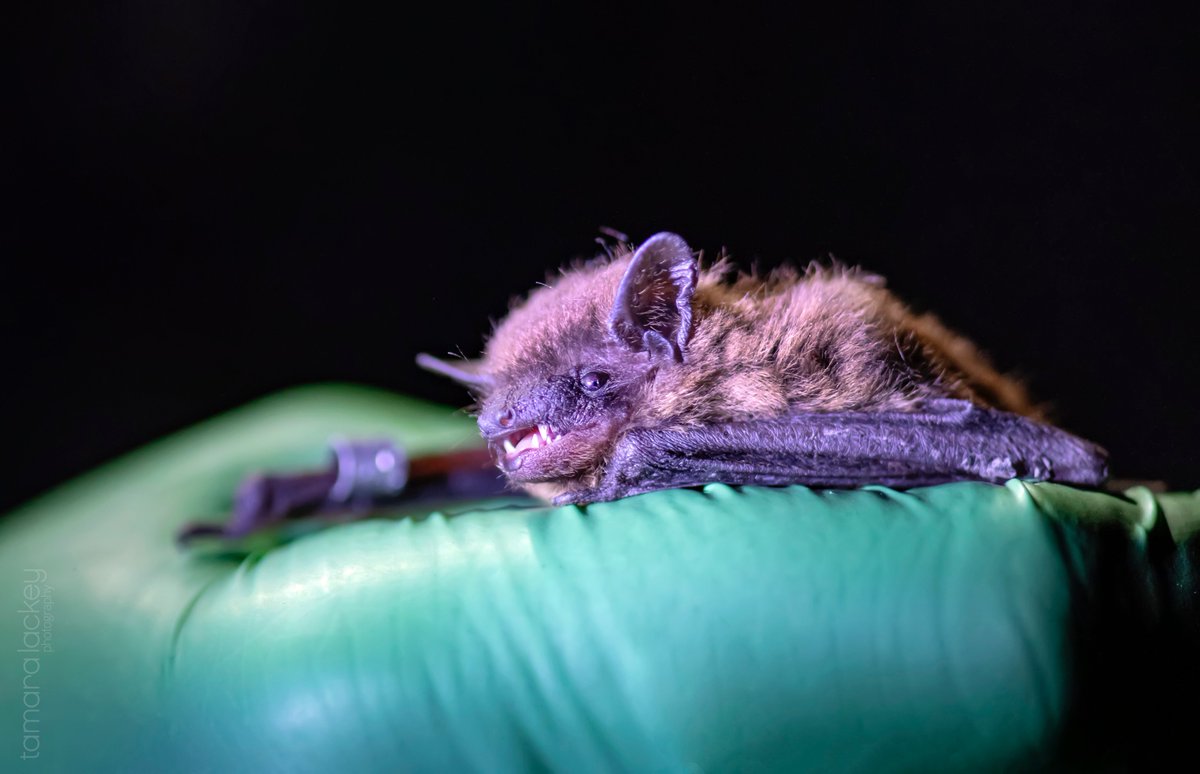 On #NationalBatAppreciationDay, an image I shot of what looks more like a gremlin than a bat. Shot for The Chasing Frames Show on <a href="/PBS/">PBS</a>/<a href="/publicmediaNC/">*UNC-TV is now PBS NC!</a> w/<a href="/NikonUSA/">NikonUSA</a> gear &amp; edited in <a href="/ON1photo/">ON1</a>. 

Bat Blitz episode: chasingframesshow.com/bat-blitz &amp; check out Photography #BTS + edit tutorial.