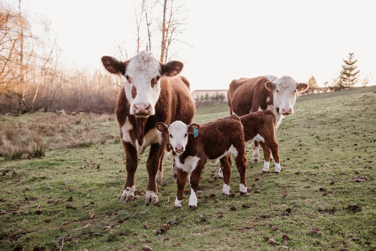 CanadaBeefInc's tweet photo. Happy #FarmingFriday and calving season from these beautiful little calves at 63 Acres in British Columbia. #loveCDNbeef https://t.co/YwY2OEwemy