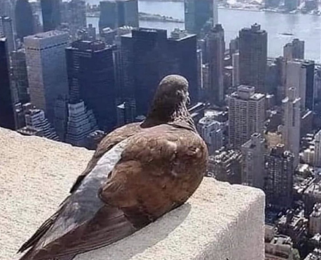 “i miss shittin on people”