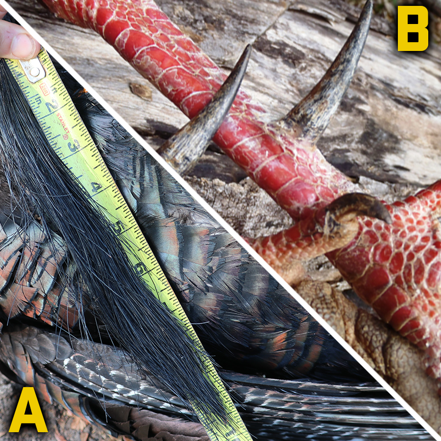 A) Beard or B) Spurs?

What’s your favorite feature on those spring gobblers?

#tenpointcrossbows #crossbowturkeyhunting #turkey hunting #builtinamerica