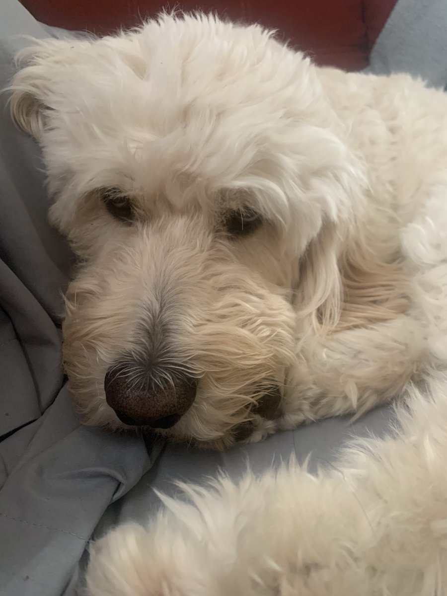 Maria Sugarmann tweet media