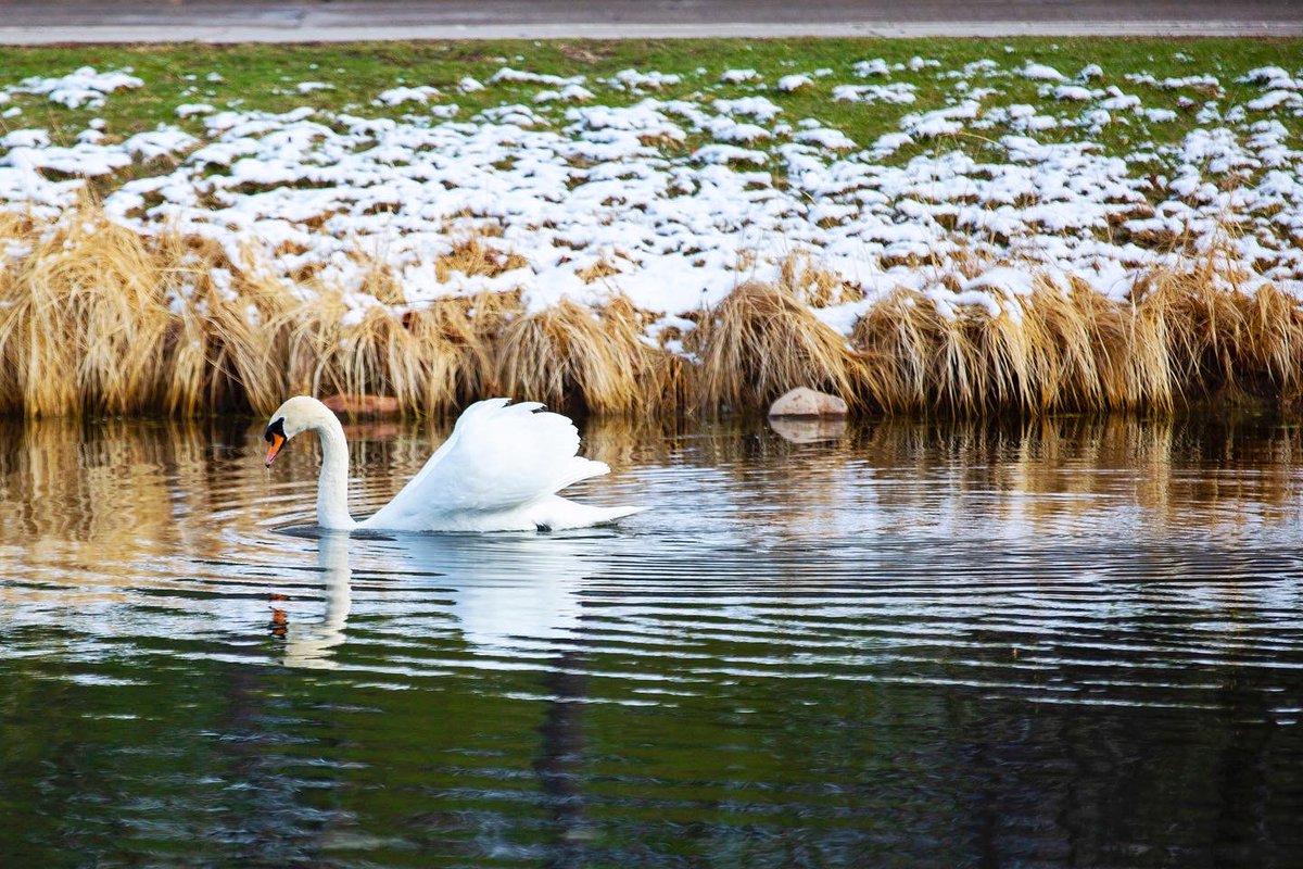 IowaStateU's tweet photo. It didn't last long, but here's what we hope was the last spring snowfall. #CycloneVision https://t.co/bUqALBKeqJ