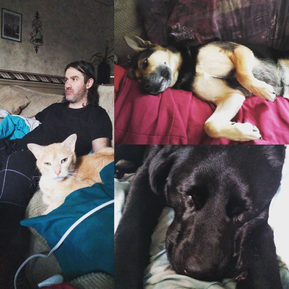marinonatalie's tweet photo. The longer we practice #socialdistancing the harder it is to remember regular life. I'm challenging myself (and all of you) to try and think of 1 thing every day that makes you happy. Today, it's my 4 furry housemates (yes, I'm including Vince in that count) #WhyImHappy #tgif https://t.co/S47M188RZb