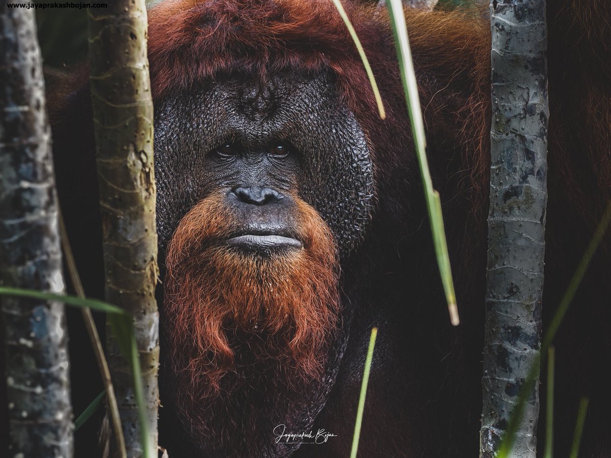 The man of the forest! Borneo #savetheorangutan #savetherainforest