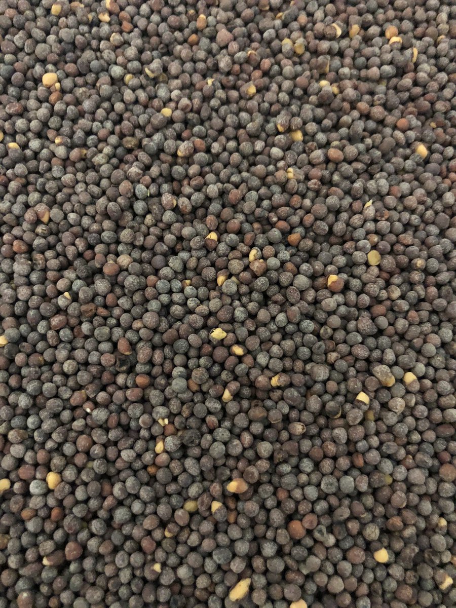 Continuum_Ag's tweet photo. It’s happening! We are planting #Mustard for seed at the Hora ranch this year! Any tips/ideas for us? #IowaAg #FosterDiversity 🌱🌼💪 https://t.co/5FtMwkgMFZ