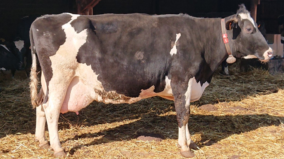 jmagri57's tweet image. Belle performance de ma doyenne.
Diane, 11 ans, gestante de son 9ème veau, atteint le cap des 100000 kg lait. 👏😊