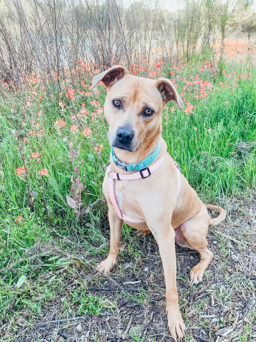 Typical Texan posing with some Indian Paintbrushes