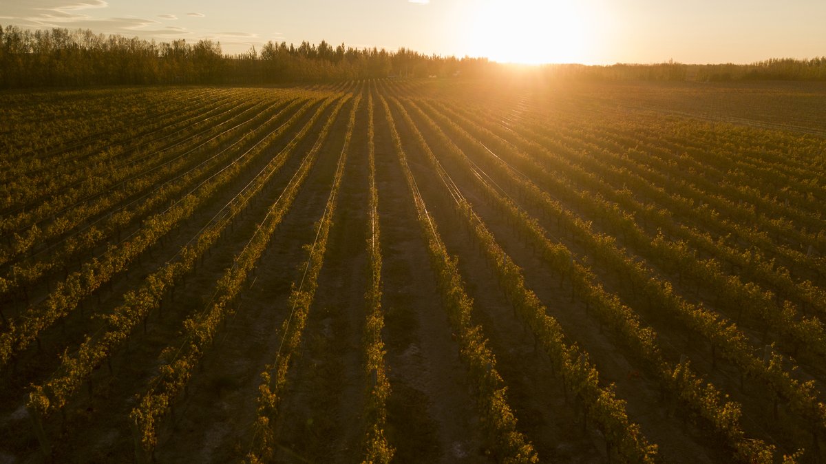 El Malbec de Patagonia logra una muy buena madurez por su elevada latitud, menor altura, abundante sol y fuertes vientos.

#MalbecWorldDay #MalbecArgentino