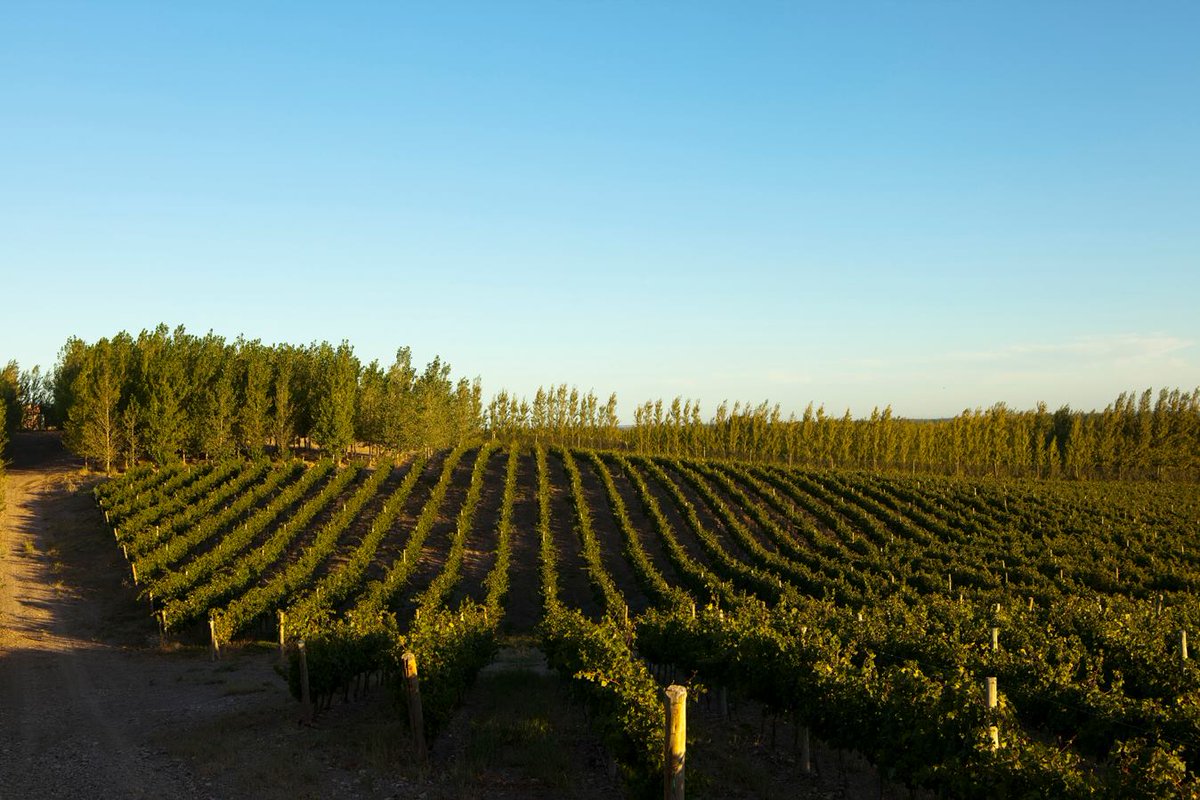 Actualmente hay alrededor de 44.000 hectáreas de Malbec en Argentina para vinificación.

#MalbecWorldDay #MalbecArgentino