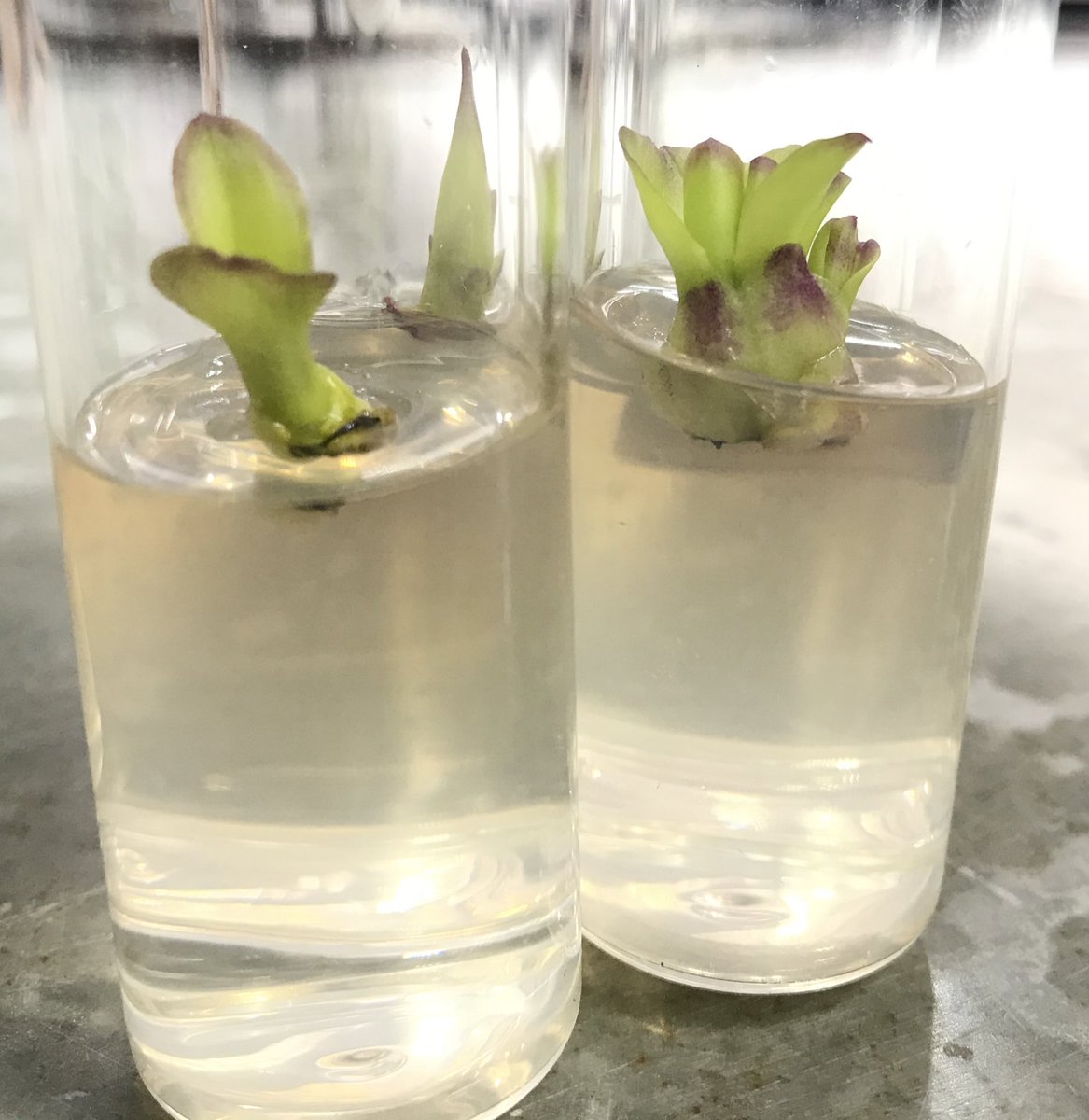 Phalaenopsis during Covid 19