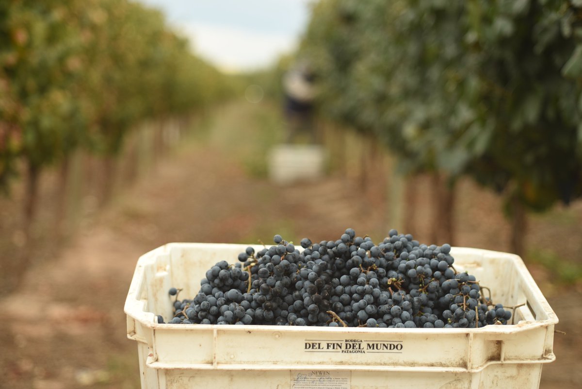 El Malbec representa un total de 37,53% dentro de todas las variedades tintas plantadas en nuestro país.

#MalbecWorldDay #MalbecArgentino