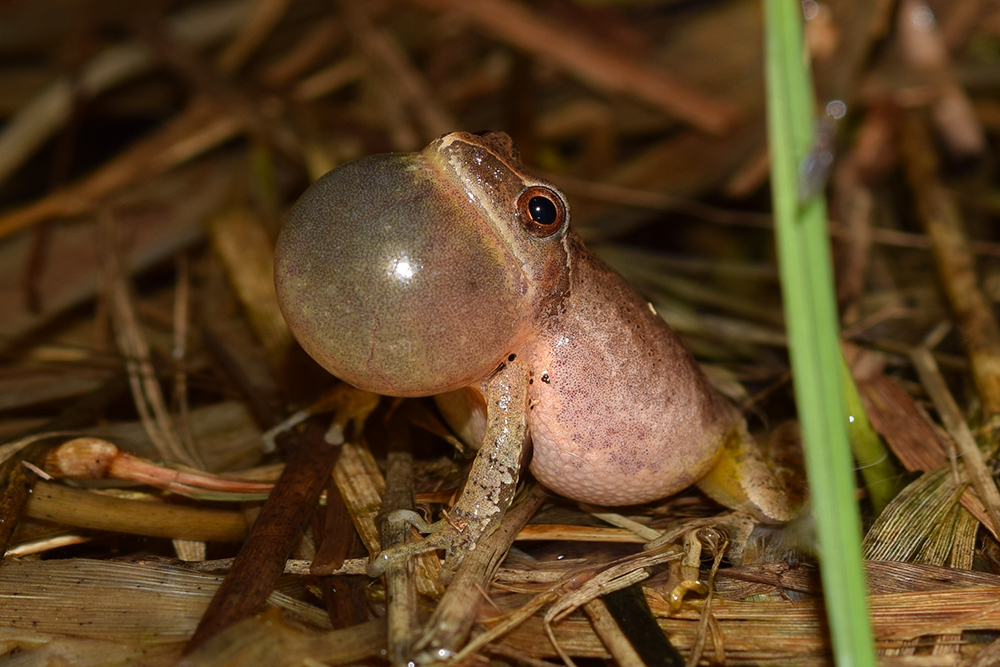 CTFishWildlife's tweet image. The #springpeeper is one of the most familiar #frogs in the East, and its chorus is a very familiar sign of #spring. Spring peepers are tan or brown in color with dark lines that form a telltale "X" on their backs. #FunFactFriday