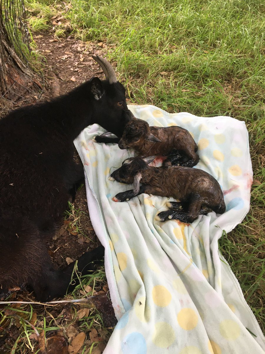 More twins!! A boy & a girl!Everybody a lil tired after that one