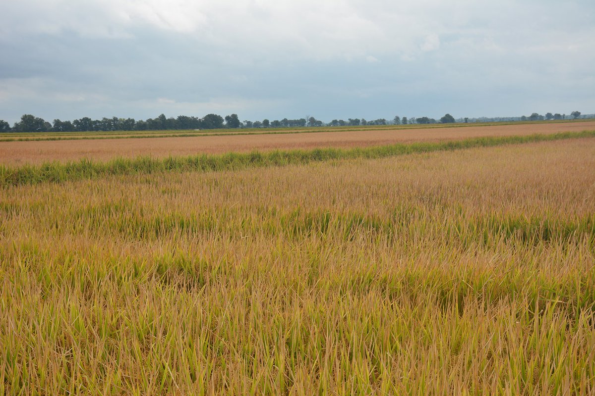 Ronald Smith tweet media