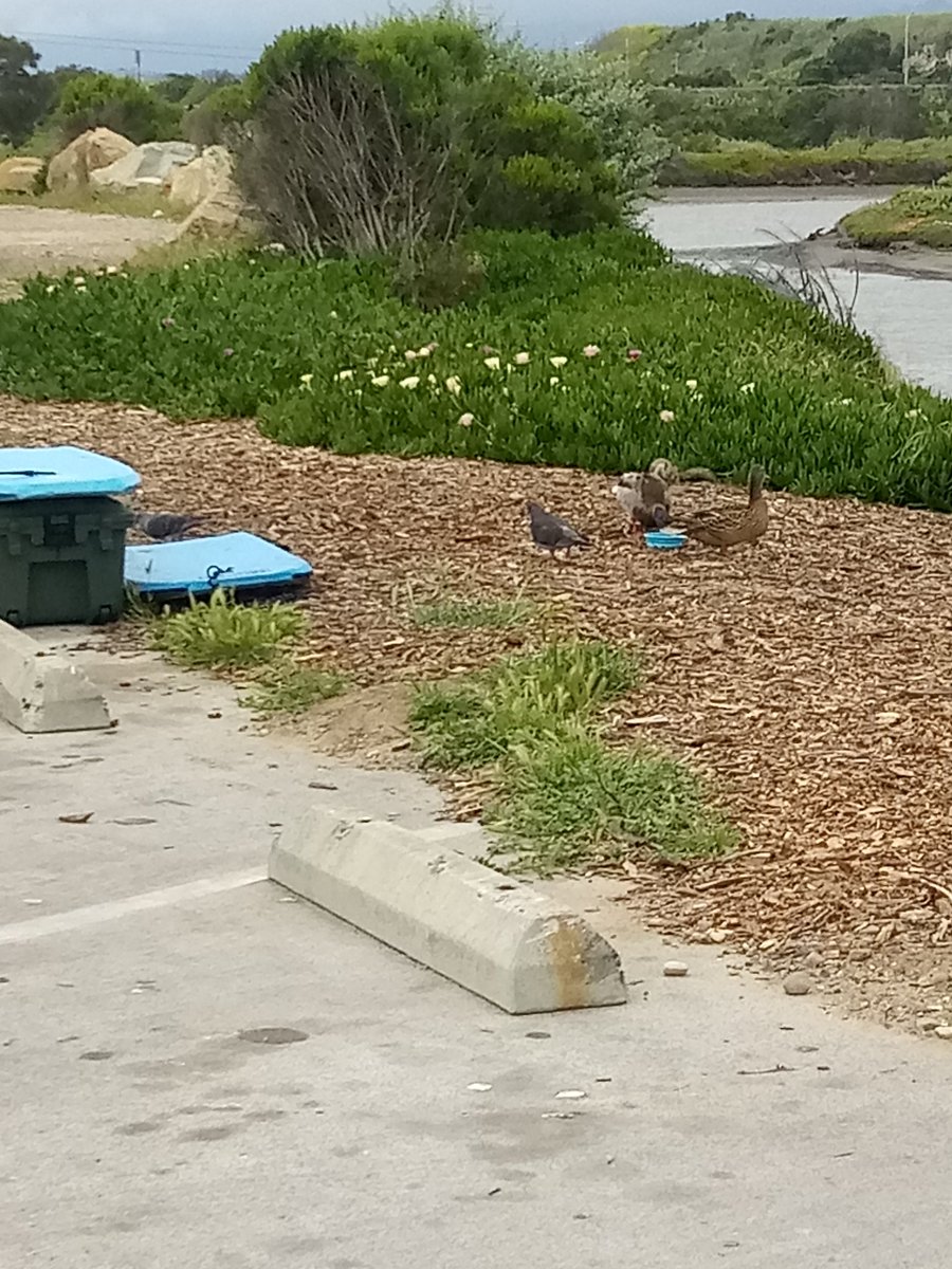 johnnykelphead's tweet photo. Fresh water for Ducks from humans parked at #Goletabeach Goleta jetty https://t.co/ygCu9OAQO1