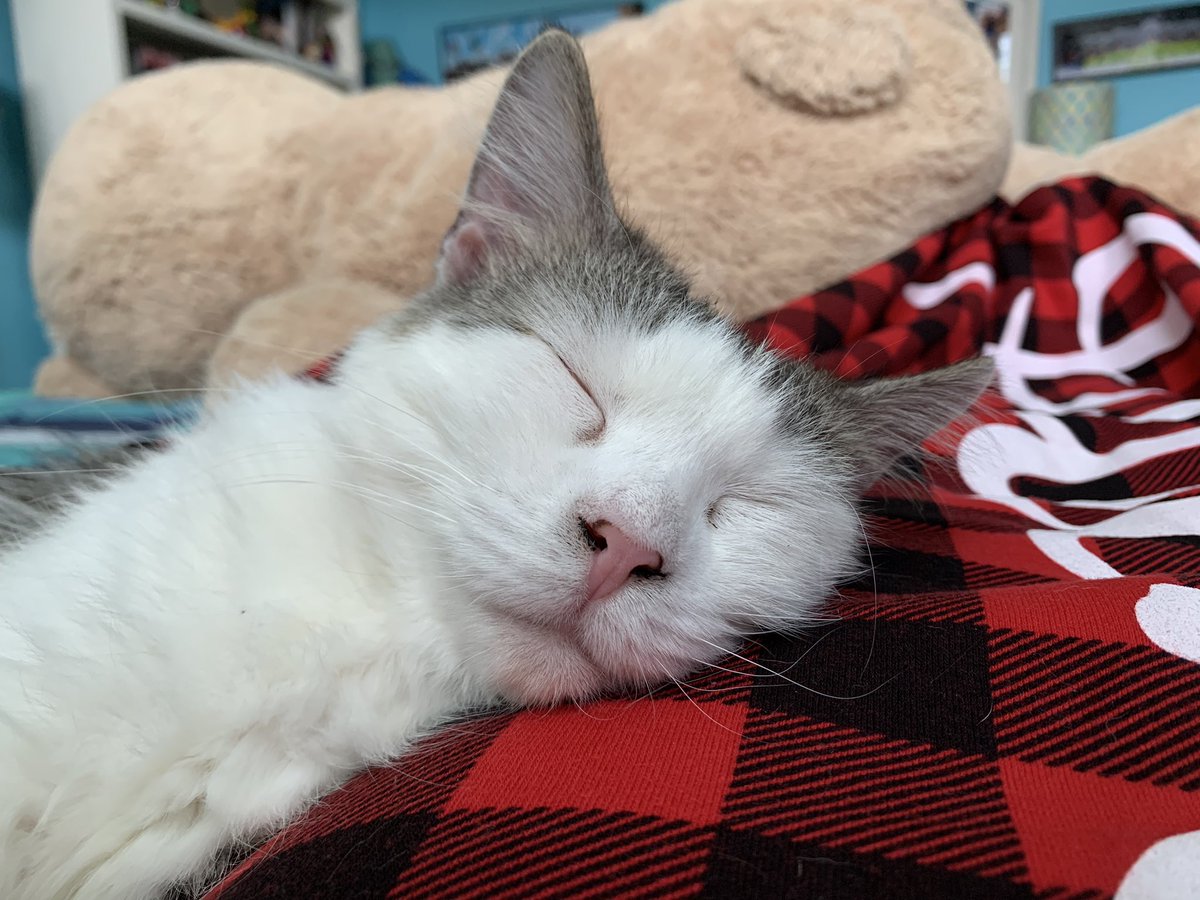 nicolebooooo's tweet photo. I put on Standing By and my foster cat fell right asleep 🥺 it was the cutest thing #PTXVol3 @PTXofficial https://t.co/DKWaxzyaiI