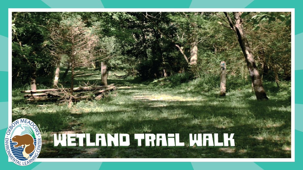 Take a virtual hike with us down the Wetland Trail this weekend! #ForestFriday #NatureIsStillOpen #CSUOxbowMeadows youtu.be/bkz6GVDelyY