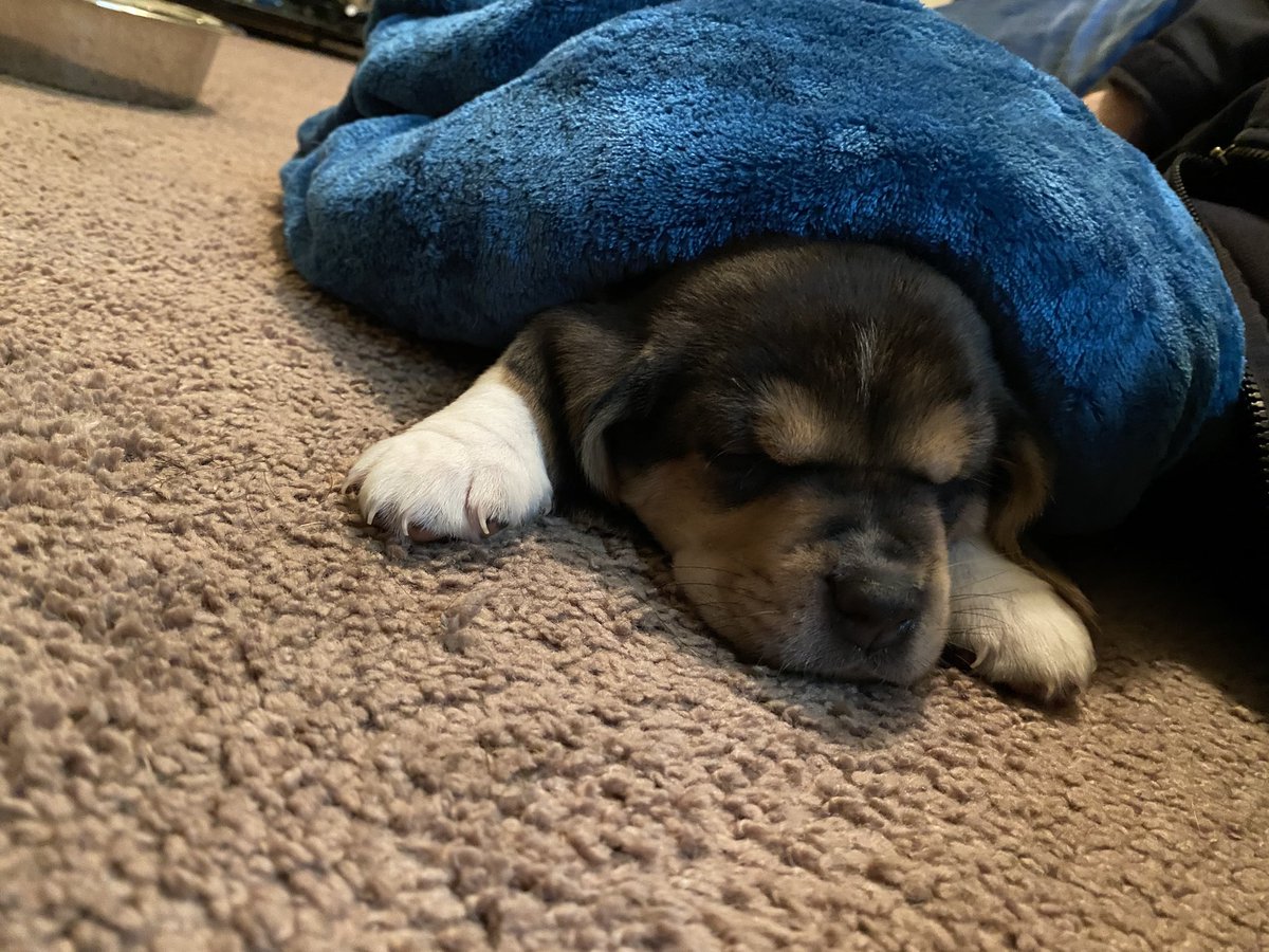 CarterMurphy11's tweet photo. Meet Otis Coffman!❤️🐶 https://t.co/xFhQuZyzDJ