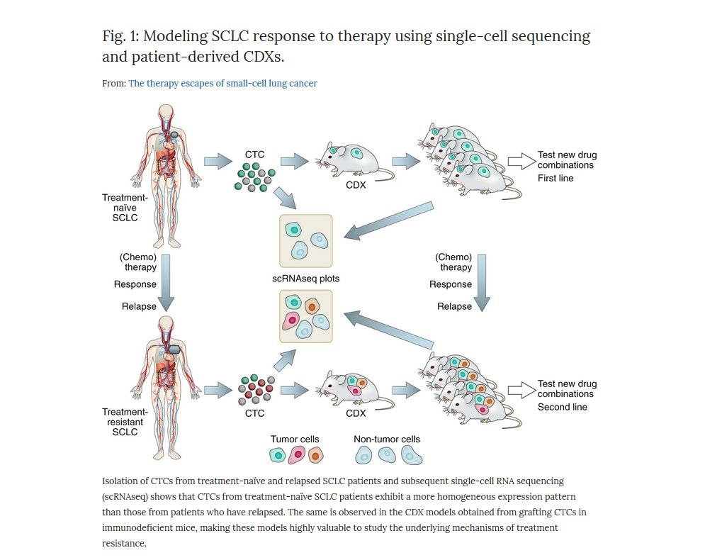 NatureCancer's tweet photo. More #WeekendReads:

1] A pan-cancer, post-therapy genomic atlas of metastasis by @mmarra0630 
https://t.co/xsUM0tYAHK

2] Two papers on SCLC CDX models and #liquidBiopsy by Caroline Dive and @LaurenByersMD
https://t.co/vVKQ6Ubeoi
https://t.co/KIxFN8Gu2k

#HappyWeekend https://t.co/cvxbu9wW9i