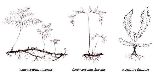 "We form a rhizome with our viruses, or rather our viruses cause us to form a rhizome with other animals."Deleuze and Guatarri, A Thousand Plateaus