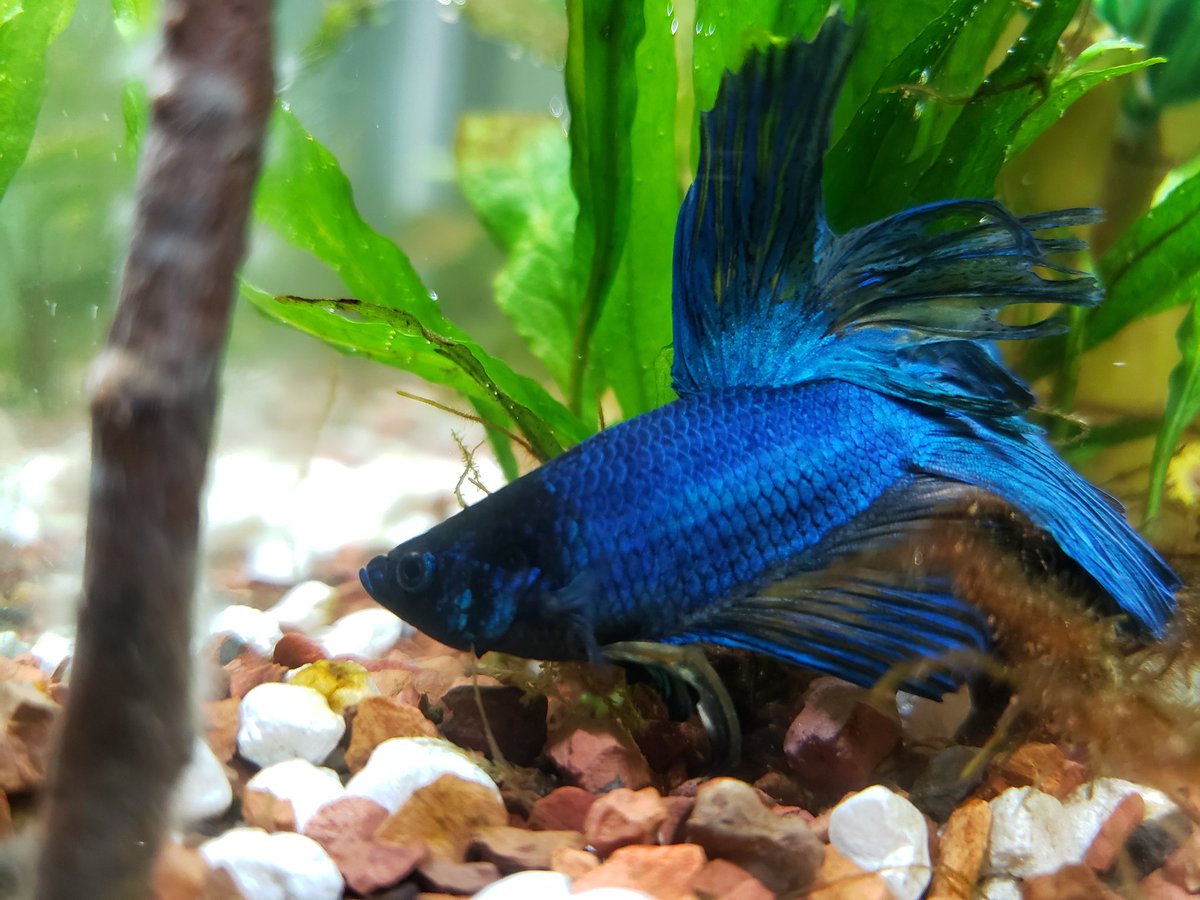 kelsykins's tweet photo. Also, this is my Betta fish that gets 80's music sang too him. Odin is very serenade-able to be fair! https://t.co/ilCNt95E30
