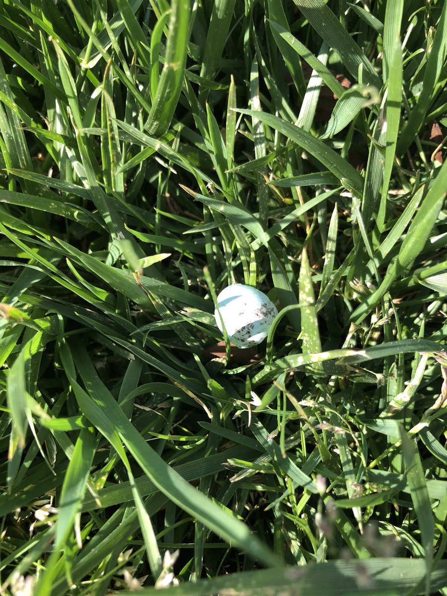 Spring has sprung!  Happy Earth Day! Newly hatched robin egg in the grass. <a href="/LHECMES/">Lincoln HeightsECMES</a> @MsLShep @msjacksonenviro <a href="/LJWood_LHECMES/">Laura Wood</a> #blueandgreen #NCEarthDay50