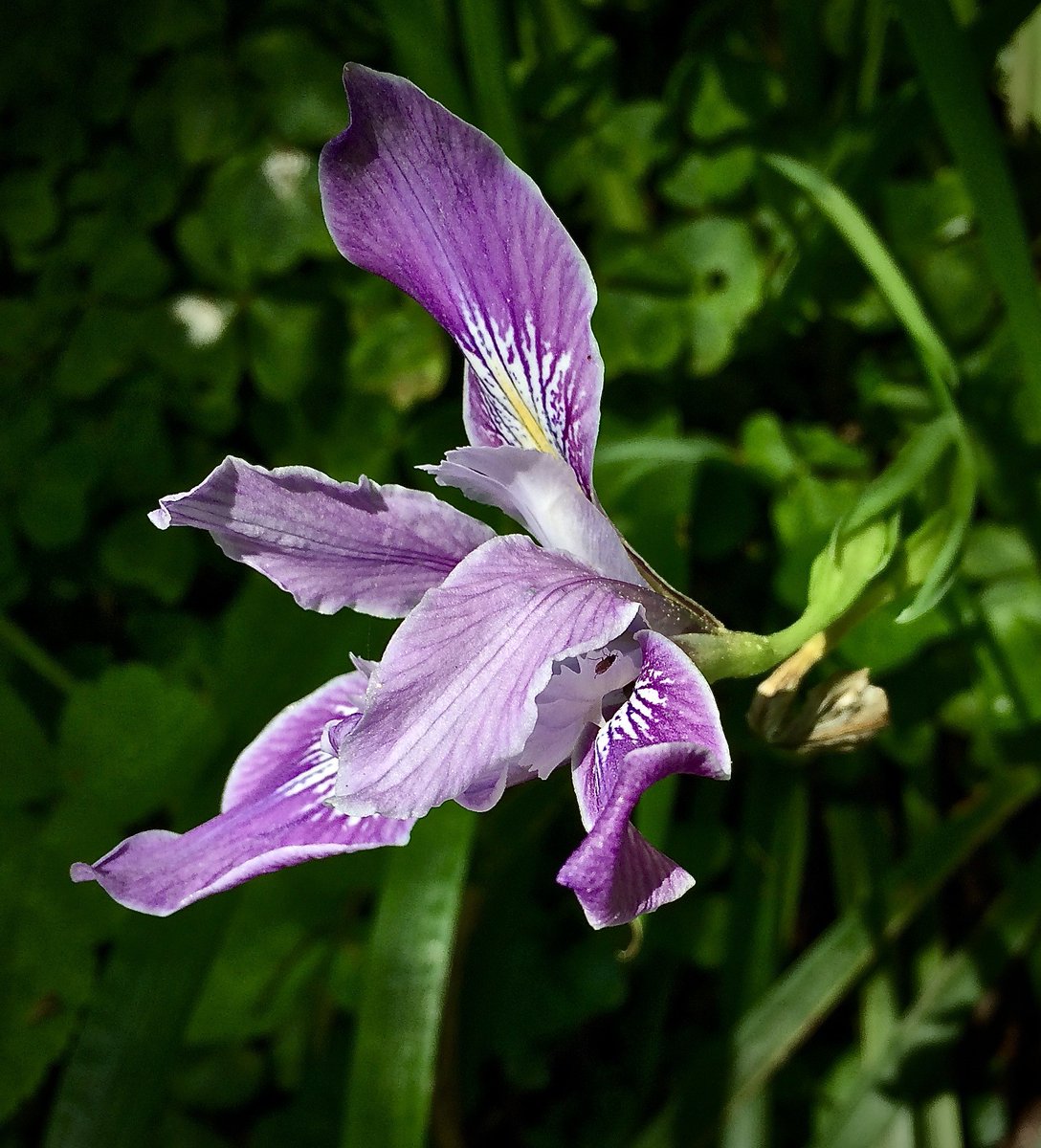 calparks's tweet photo. Today's plant for #CANativePlantWeek is the Douglas iris! The Douglas iris is native to Northern California and is considered a weed in some areas, but to us it's just a beauty! https://t.co/tL8TfAZY0k