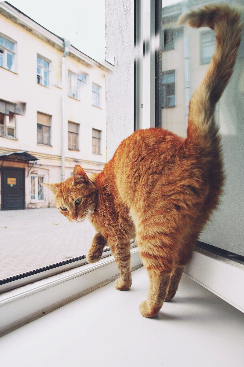 土肥美帆 4月29日よみうりカルチャーでトークライブ V Twitter ロシアの猫 彼の名前はルイージ 過去pic