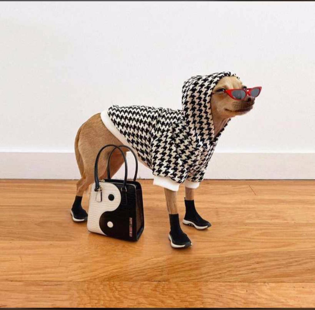 Osbee9's tweet photo. After lockdown even dogs will drip #StayHomeKnowGhana #lockdowngh #QuarantineTime https://t.co/n0SraryPXq