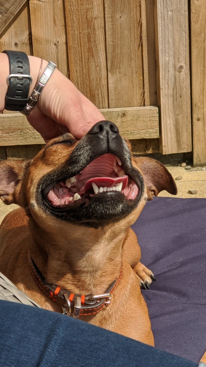 Stephen37947431's tweet photo. Dogs loving the lockdown attention 😂😂 #staffie #staffordshirebullterrior #lockdownuk #happydog https://t.co/0UjQRVImiS