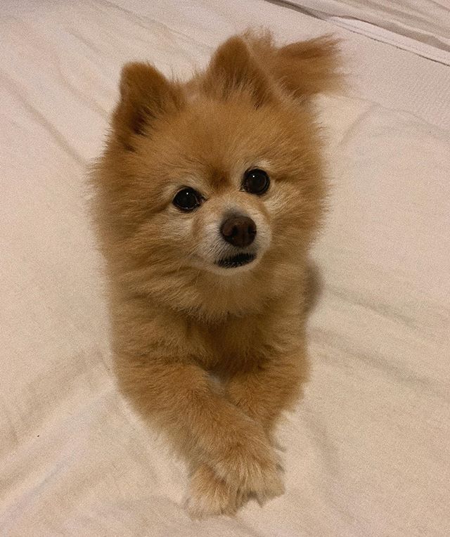 私にだって出来るはず 自粛中で外に出れないので愛犬のトリミングに挑戦しました 話題の画像プラス 私にだって出来るはず 自粛中で外に出れないので愛犬のトリミングに挑戦しました 話題の画像プラス