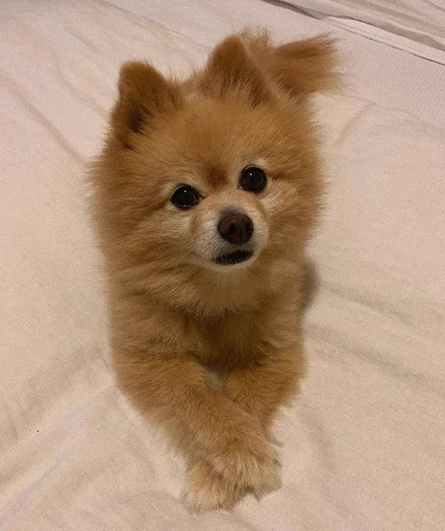 私にだって出来るはず…！！自粛中で外に出れないので愛犬のトリミングに挑戦しました。