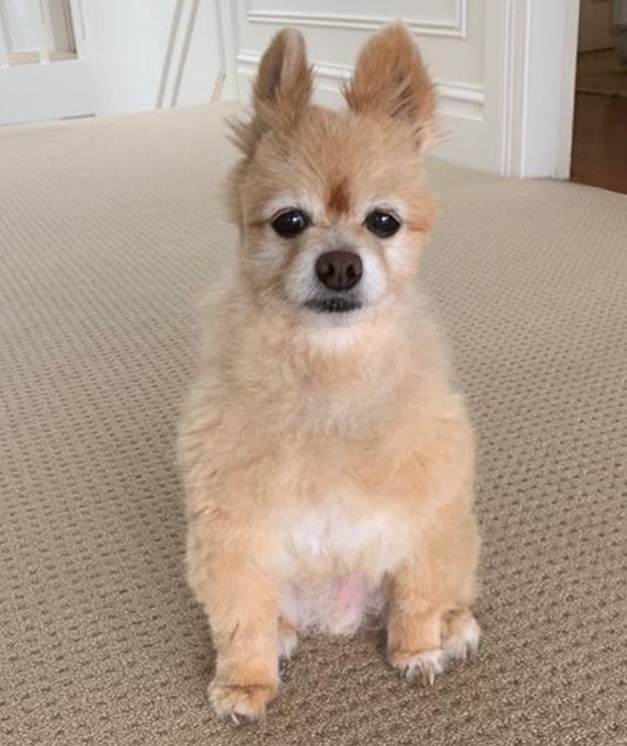 飼い主がトリミングをして なんとも言えない表情をする犬