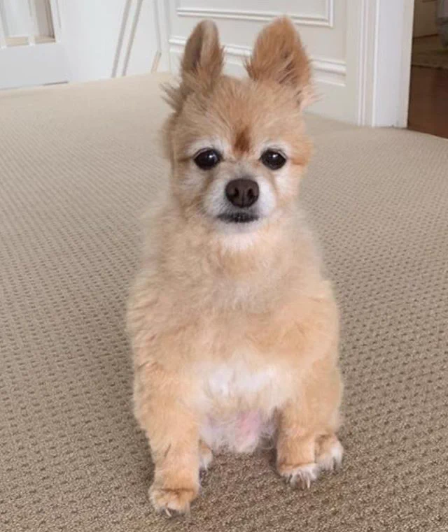 私にだって出来るはず…！！自粛中で外に出れないので愛犬のトリミングに挑戦しました。