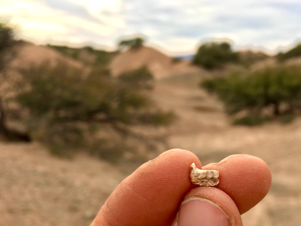 dcpaleo's tweet photo. #FossilFriday Look closely and you will see a 15 million-year-old jaw with 3 tiny #teeth. Many #caviomorph #rodents were big (or giant!). This is among the smallest.🐭 Other rodents didn't get to South America for another 10 million years or so. #Bolivia 🇧🇴 #Miocene https://t.co/9tU9cHJUhh
