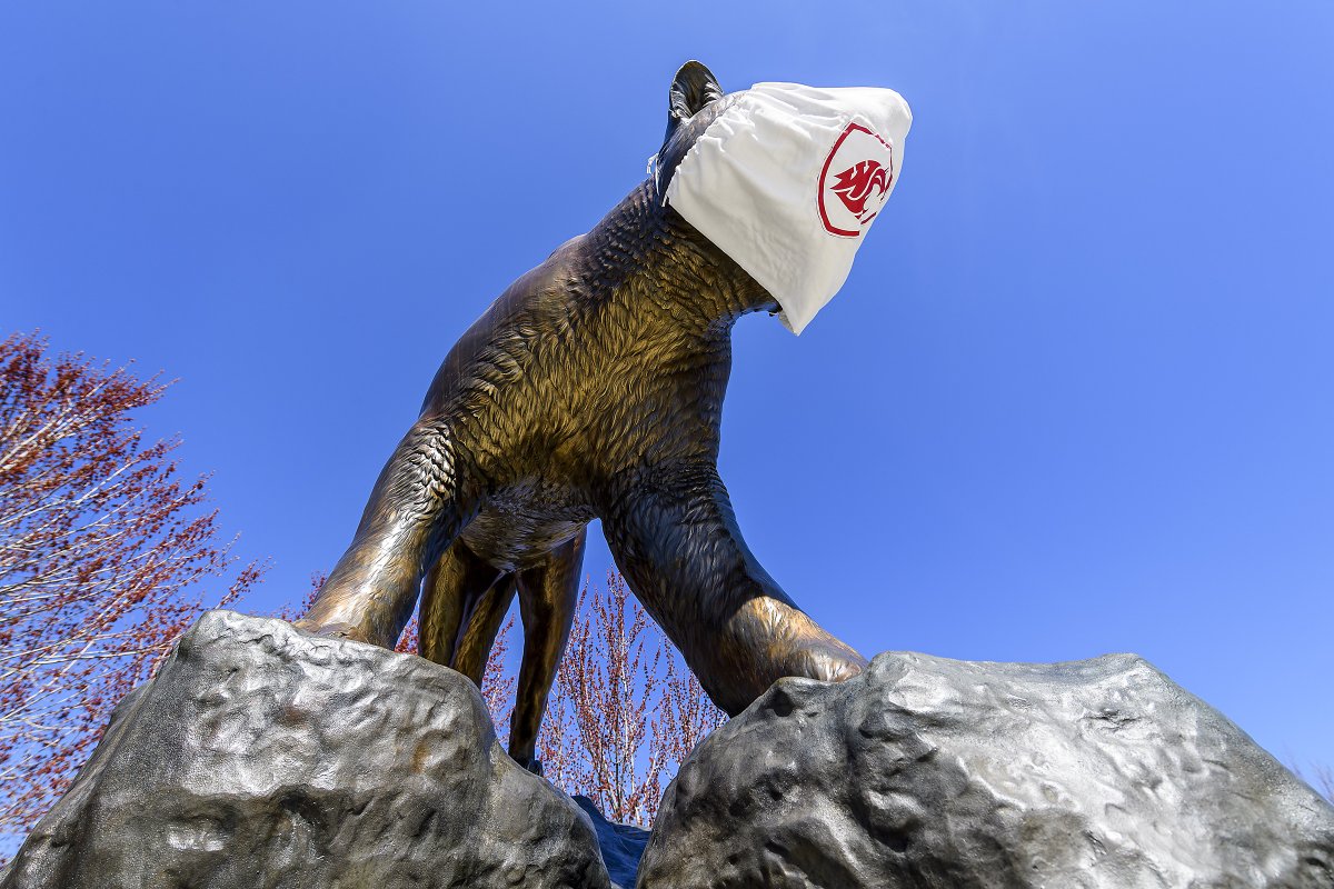 WSUPullman's tweet photo. So...this happened. Not sure who did it, but we can rest a little easier knowing the Cougar Pride statue is staying safe. 🐾 📸:Dean Hare, #WSU Photo Services. #GoCougs https://t.co/ClxgY3mzZL