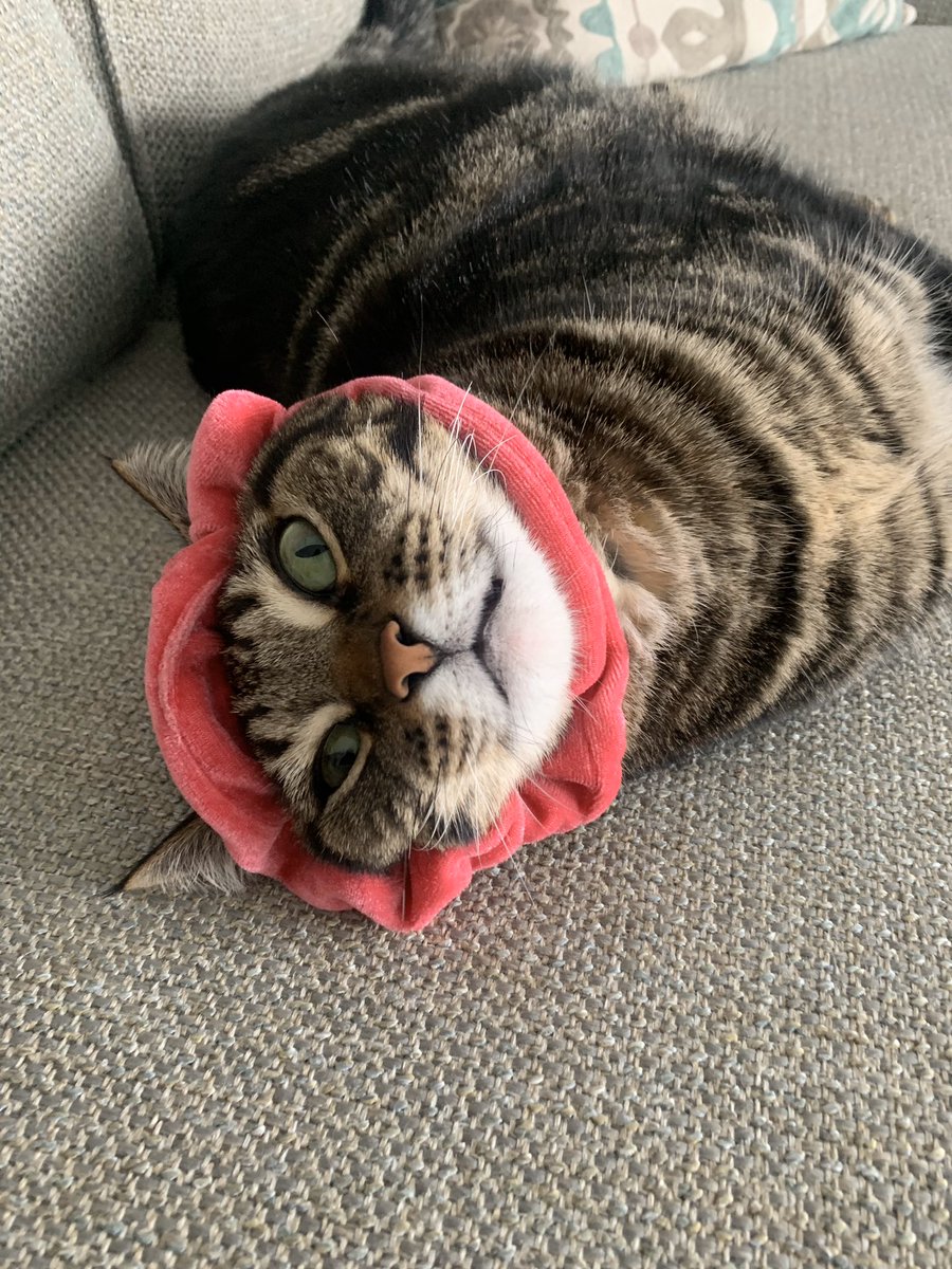 ZuzuuBell's tweet photo. I’m a VSCO cat https://t.co/Iney6XOYHO