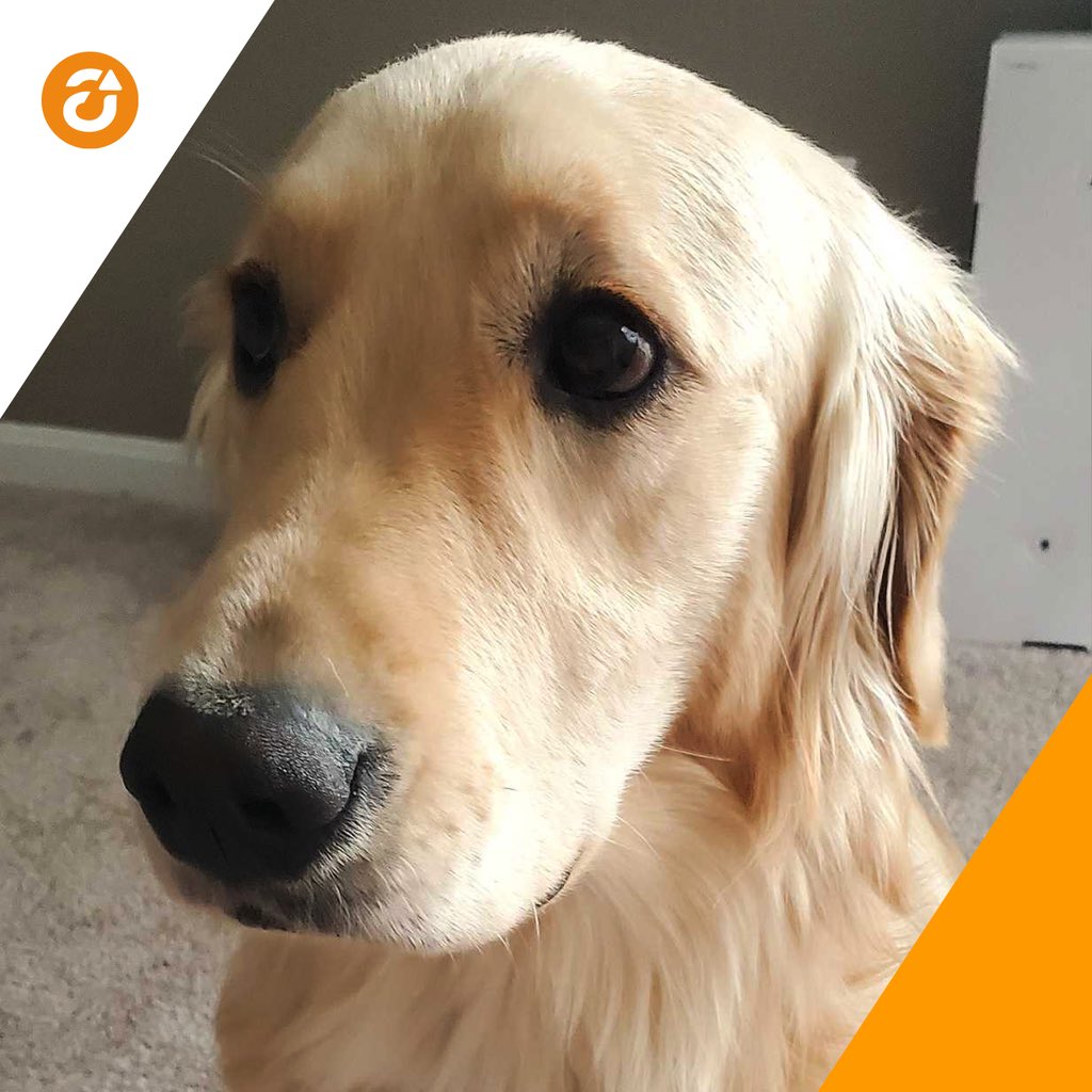 Ascendum's tweet photo. As we wrap up our week, we want to give thanks to some of our #FurryFriends who have kept us company during quarantine! From left to right we have Penny, Koda, Miura and Martin.
#DistancingTogether #DevelopBeyond #Ascendogs #DigitalTransformation #SoftwareDevelopment https://t.co/x4SCjqRENu