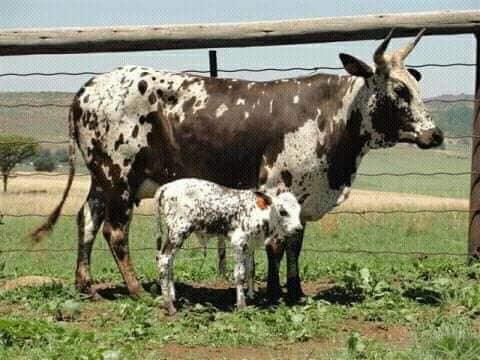 A rural Black brother buys a car for R800k, pays R15k monthly installment for 7yrs.
That's cash for about 170 beef cows that would be 450 cows after 5yrs. After 5yrs those cows would give an annual profit of +-R800k. mistakes we make and end up leaving our children with nothing.