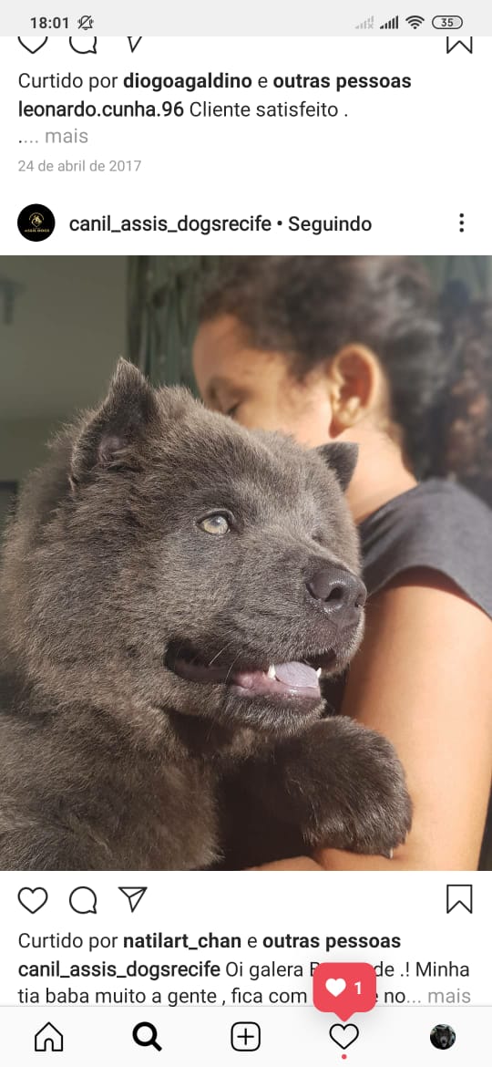 CerqueiraSinha's tweet image. Meu Duke é desse mesmo jeitinho... né fofi gente? #Dukelindo #chowchow #cachorrochowchow