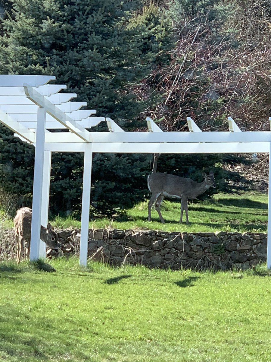 jmohr1's tweet photo. Tweets from telework. Day 23. I was visited by some faculty today. So good to connect with them. We might do lunch next week. Tomorrow is a vacation day. #stillok https://t.co/wOv7k6JrQW