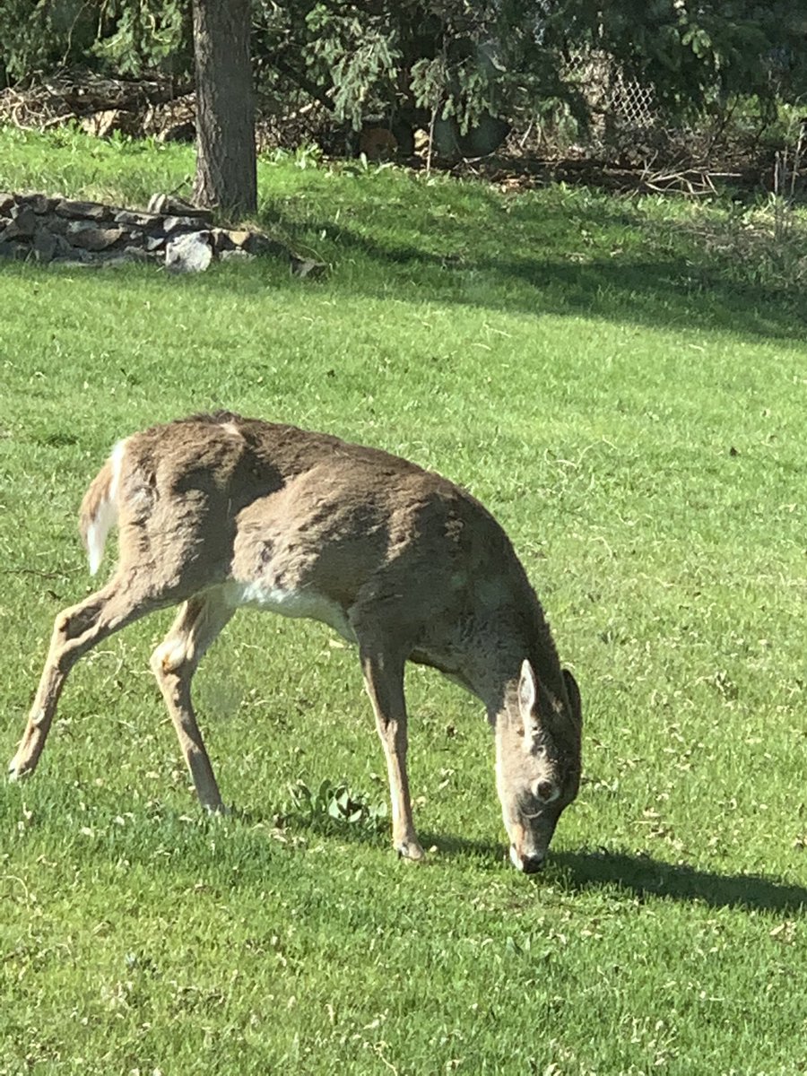 jmohr1's tweet photo. Tweets from telework. Day 23. I was visited by some faculty today. So good to connect with them. We might do lunch next week. Tomorrow is a vacation day. #stillok https://t.co/wOv7k6JrQW