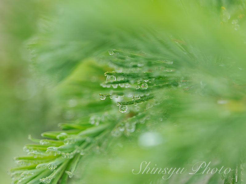 水滴と唐松若葉〜長野県美ヶ原（過去画像です）