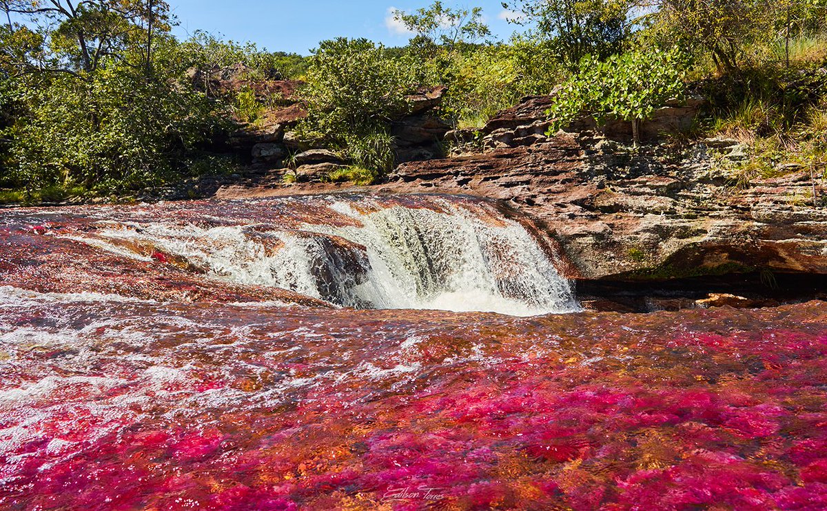 Ediltorres_foto's tweet photo. Voy a compartir los mejores paisajes del departamento del Meta, comencemos con #cañocristales en #lamacarenameta https://t.co/wzQepM4Tsh