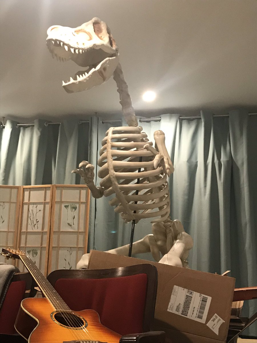 TheSummerJewel's tweet image. I never get tired of surprising people on Zoom with my full sized dinosaur skeleton. #evolutionarydesign