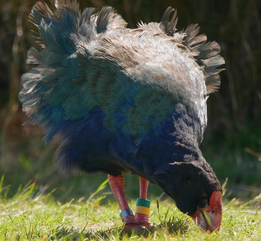 WildDunedin's tweet photo. Takahē having a Marilyn Monroe moment... take a look at our Wild Film selection in YOUR WILD BUBBLE. https://t.co/eaQemuzAM1
Thanks Izumi @dunedinwildlife_nz for capturing the moment @OrokonuiEcosanctuary.
#wilddunedin #YourWildBubble #wildfilms https://t.co/e2PlTETUz8