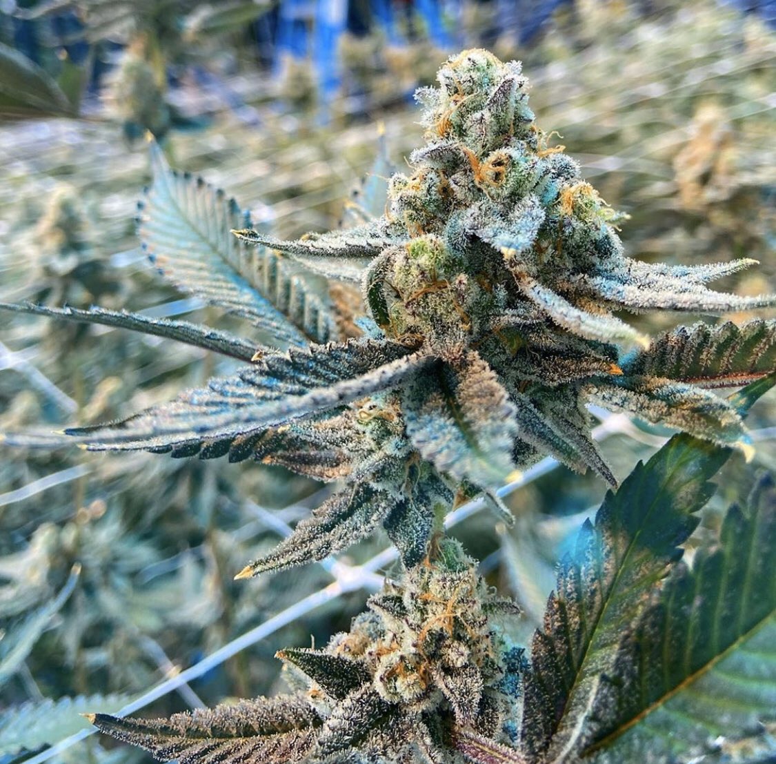 Superior_420's tweet photo. Spread Love &amp; #grapemarmalade. https://t.co/8we57bdj8Q