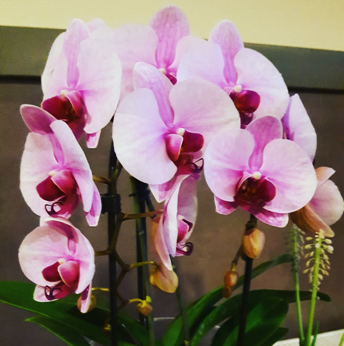 Wakil74's tweet photo. Dankjewël voor de gemeente  denhaag voor alle orchidee... enorm dankbaar...voor mij dit waardering ...
nogmaals bedank
#wzh 
#nieuweberkendael 
#dankbaarheid 
#CoronavirusPandemic https://t.co/Ahsw94FX8t